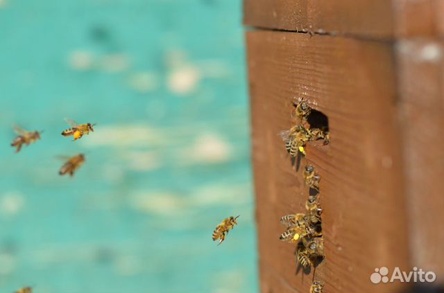 Пчелопакеты,пчеломатки Карника купить на Зозу.ру - фотография № 7