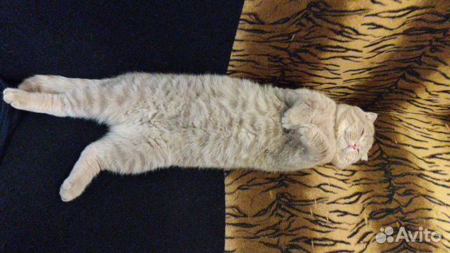 Вязка с шотландским котом