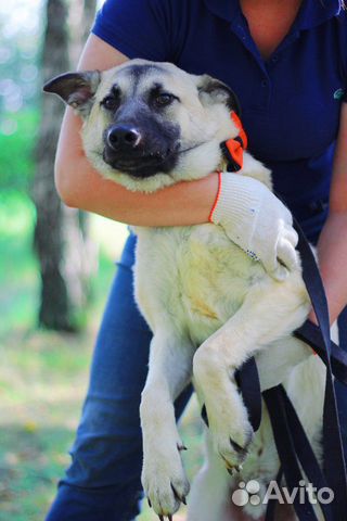 Молодой пёс в добрые руки купить на Зозу.ру - фотография № 8