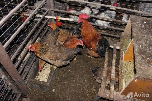 Инкубационные яйца, цыплята породистых кур купить на Зозу.ру - фотография № 3