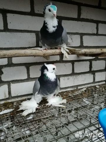 Продаются голуби купить на Зозу.ру - фотография № 5