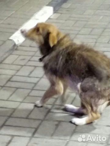 Найдена собака купить на Зозу.ру - фотография № 3