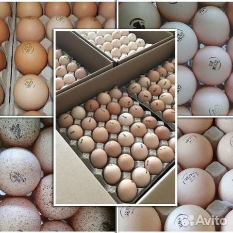 Инкубационное яйцо с доставкой по России купить на Зозу.ру - фотография № 1