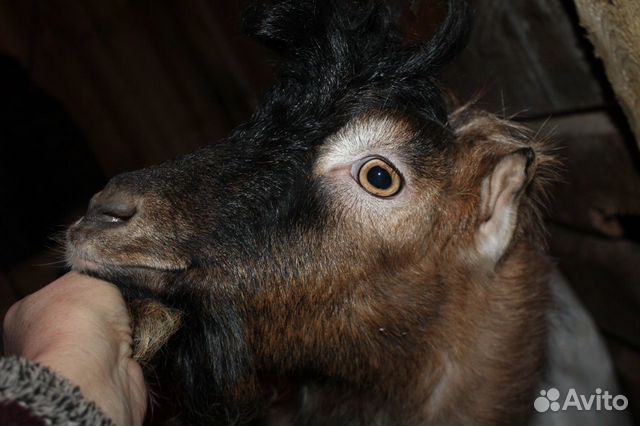 Молодой козел ламанча вязка купить на Зозу.ру - фотография № 2