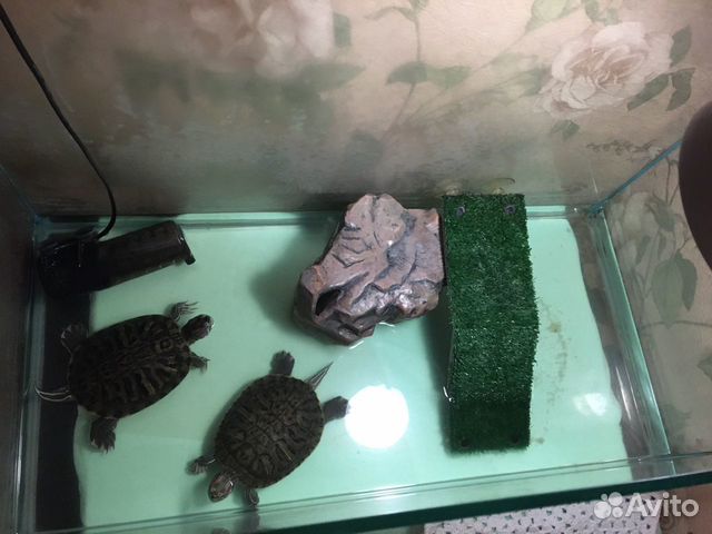 Продам красноухих черепах вместе с аквариумом купить на Зозу.ру - фотография № 1