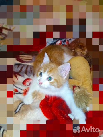 Замурчательный котенок ищет дом купить на Зозу.ру - фотография № 3