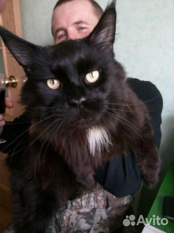 Котята породы Мейн Кун купить на Зозу.ру - фотография № 8