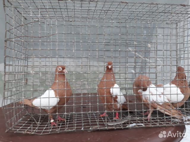 Продам голубей купить на Зозу.ру - фотография № 6