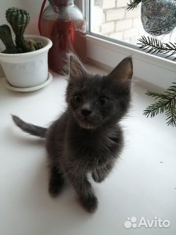 Котёнок сфинкс купить на Зозу.ру - фотография № 2