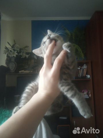 Отдам котёнка в добрые руки купить на Зозу.ру - фотография № 3