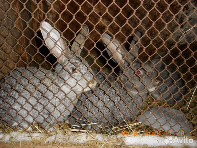 Кролики породы Фландер(великан) купить на Зозу.ру - фотография № 1