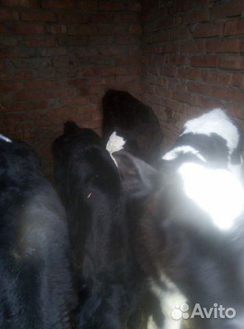 Бычки от своих коров 8 голов купить на Зозу.ру - фотография № 1