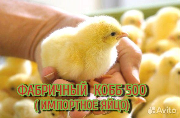 Бройлер (импортное яйцо) купить на Зозу.ру - фотография № 1