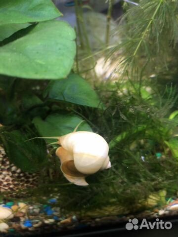 Улитки ампулярии, 2 шт