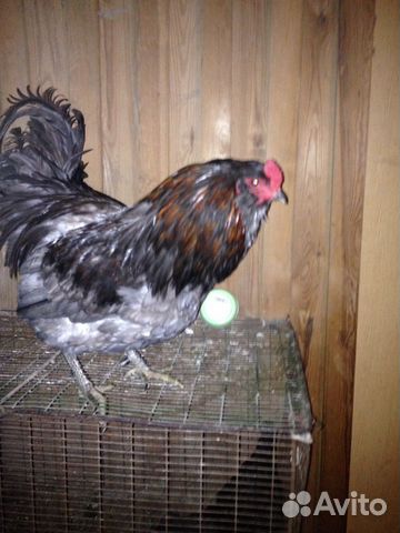 Инкубационное яйцо породных кур купить на Зозу.ру - фотография № 7