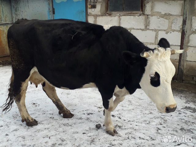 Купить Корову В Ярославской Области На Авито