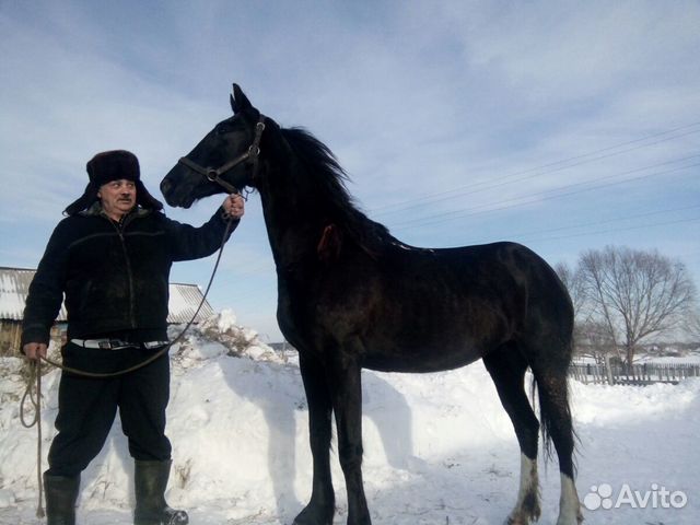 Лошадь Орловской породы купить на Зозу.ру - фотография № 1