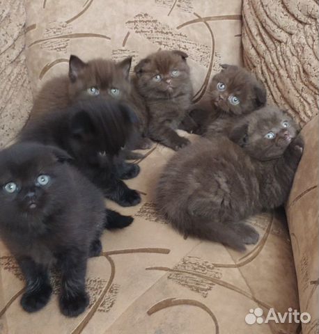 Шотландские котята шоколадных оттенков купить на Зозу.ру - фотография № 1