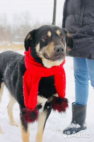 Отдам в хорошие руки, метис ротвейлера