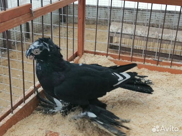 Узбекские голуби купить на Зозу.ру - фотография № 8