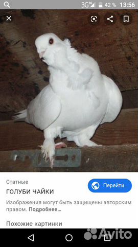 Голуби чайки купить на Зозу.ру - фотография № 1