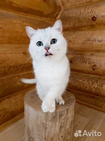 Британский кот чемпион продам купить на Зозу.ру - фотография № 5