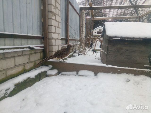 Алмазный фазан самка купить на Зозу.ру - фотография № 1
