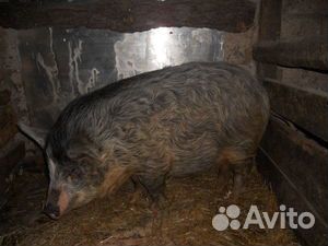 Продам свиней породы кармалы купить на Зозу.ру - фотография № 1