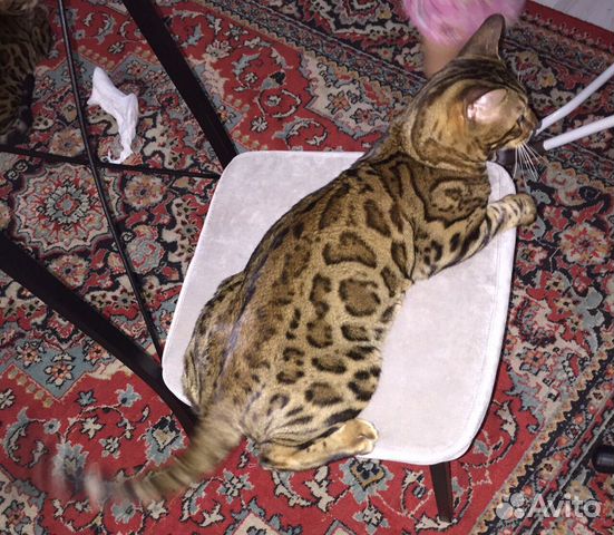 Вязка с бенгальским котом Вязка с бенгальским котом