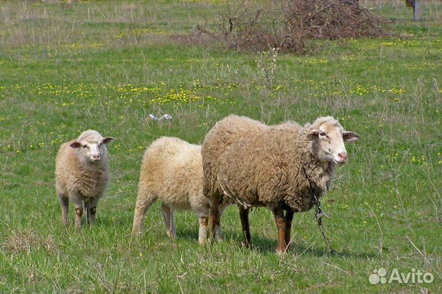 Продаётся 3 овечки и 6 ягнят, все девочки купить на Зозу.ру - фотография № 1