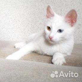Ищем кошку для вязки купить на Зозу.ру - фотография № 1