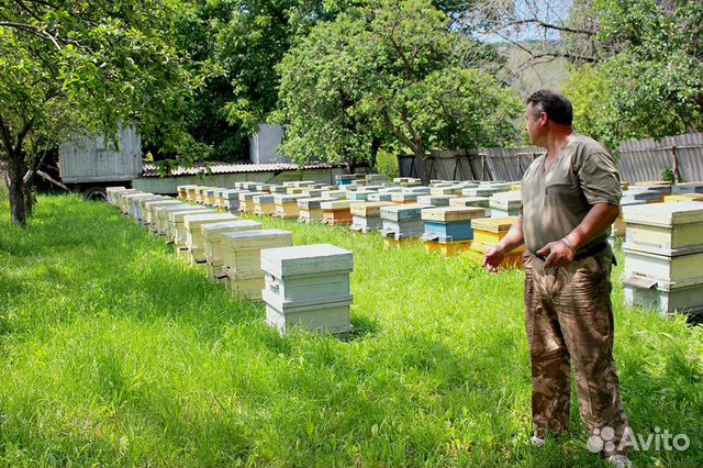 Пчесемьи и пчелопакеты от производителя (карпатка) купить на Зозу.ру - фотография № 2