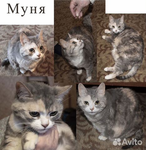 Кот и кошка ищут дом купить на Зозу.ру - фотография № 2