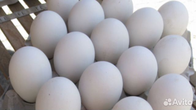 Инкубационное яйцо Гусей купить на Зозу.ру - фотография № 2