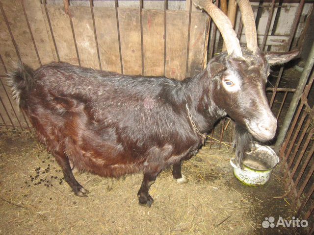 Коза,козёл и козлята купить на Зозу.ру - фотография № 4