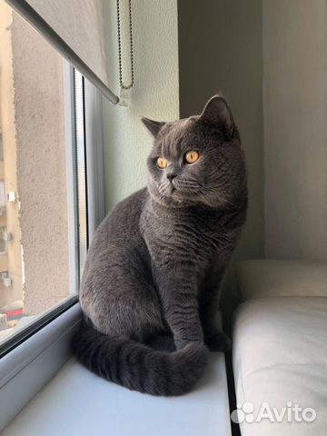 Британский кот вязка