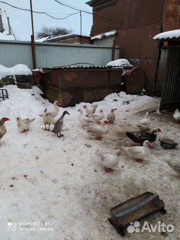 Петухи-голуби-утки купить на Зозу.ру - фотография № 4