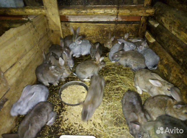 Кролики 3 месяца купить на Зозу.ру - фотография № 6