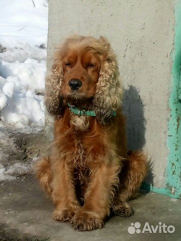 Найдена собака кокер спаниель купить на Зозу.ру - фотография № 1