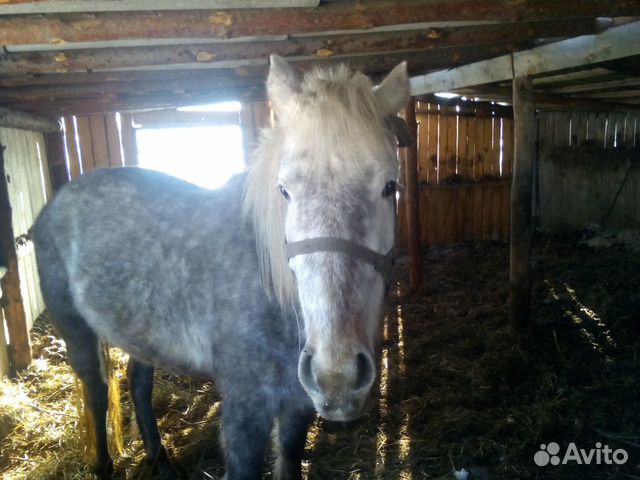 Продам лошадь купить на Зозу.ру - фотография № 2