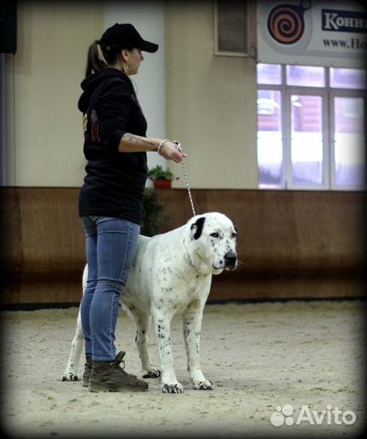 Продам Ринговку для собаки купить на Зозу.ру - фотография № 3