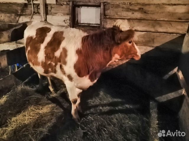 Корова первотелка купить на Зозу.ру - фотография № 2
