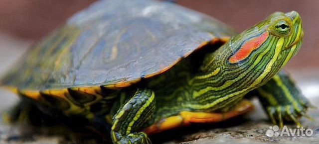 Черепахи мексиканские, красноухие купить на Зозу.ру - фотография № 4