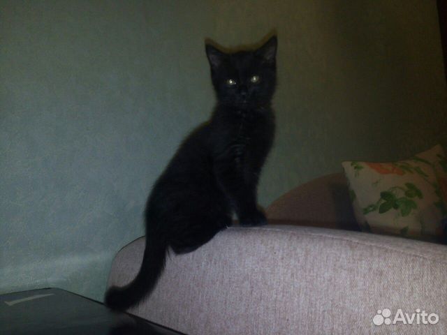 Отдадим котёнка в добрые руки, "Чёрный Принц" купить на Зозу.ру - фотография № 3