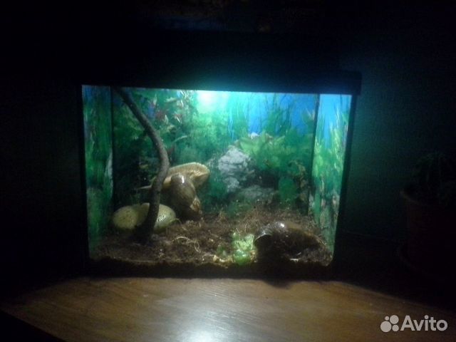 Продам аквариум, состояние отличное купить на Зозу.ру - фотография № 1