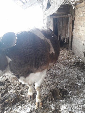 Корова стельная отел в ноябре купить на Зозу.ру - фотография № 4