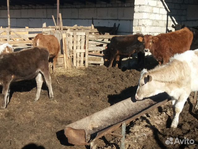 Коровы тёлочки и бычки купить на Зозу.ру - фотография № 7
