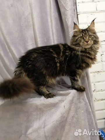 Мейн-кун котик