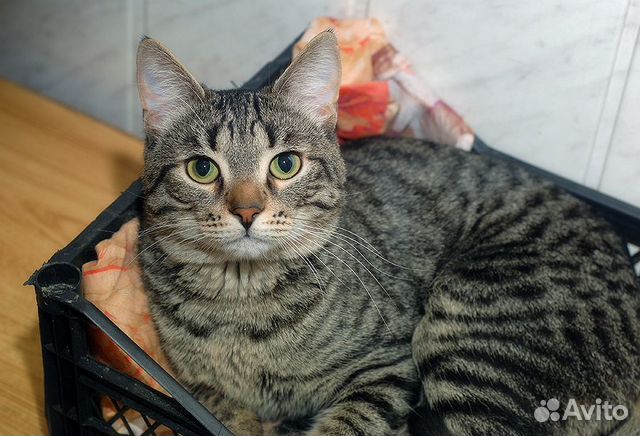 Котик в добрые руки Котик в добрые руки