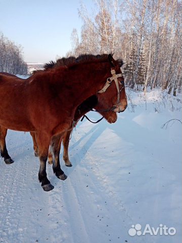 Продам лошадь жеребую, все вопросы по телефону купить на Зозу.ру - фотография № 1